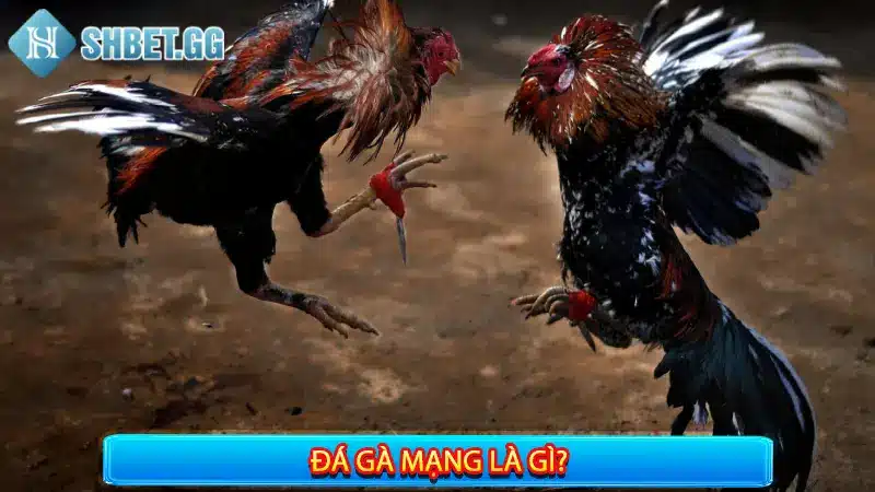 Cách Đá Gà Mạng Luôn Thắng Với 5 Bí Kíp Cực Hay 2 Đá gà mạng là gì?
