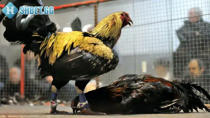 Cách Đá Gà Mạng Luôn Thắng Với 5 Bí Kíp Cực Hay 4 Đặt cược đá gà mạng theo thành tích thi đấu của chiến kê