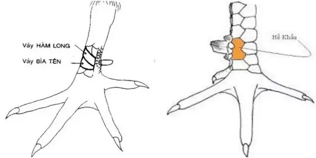 Xem Vảy Gà Đá – Top 10+ Cách Xem Vảy Gà Chiến Cực Hay 5 Vảy hổ khẩu, vảy hàm long