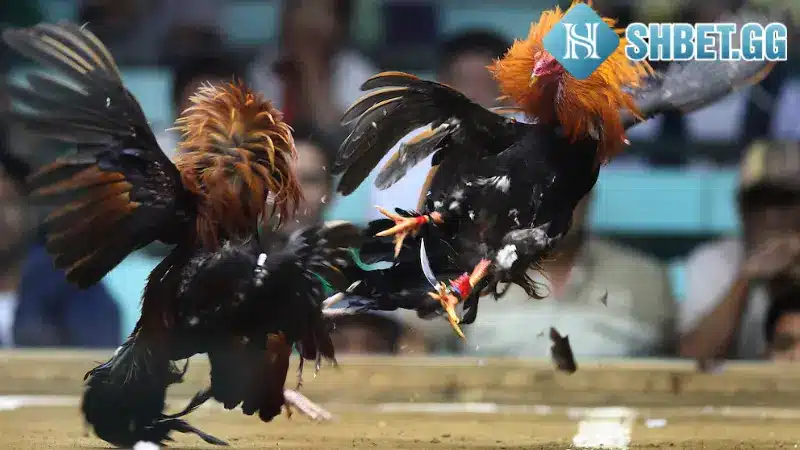 Xem Màu Mạng Gà Đá Hôm Nay Chuẩn Xác Từ Chuyên Gia 6 Chọn chiến kê phù hợp nhất để xuất trận dựa trên ngày âm