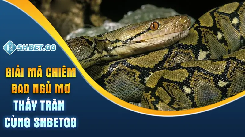 Giấc Mơ Thấy Trăn Mang Điềm Báo Gì Và Những Con Số Liên Quan 3 Giải mã chiêm bao ngủ mơ thấy trăn cùng ShbetGG