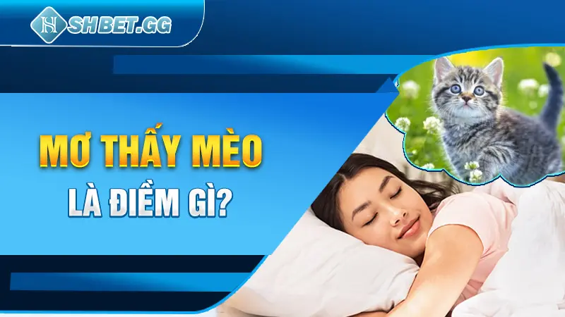 Mơ Thấy Mèo - Giải Mã 7 Điềm Báo Khi Chiêm Bao Thấy Loài Mèo 2 Mơ thấy mèo là điềm gì?