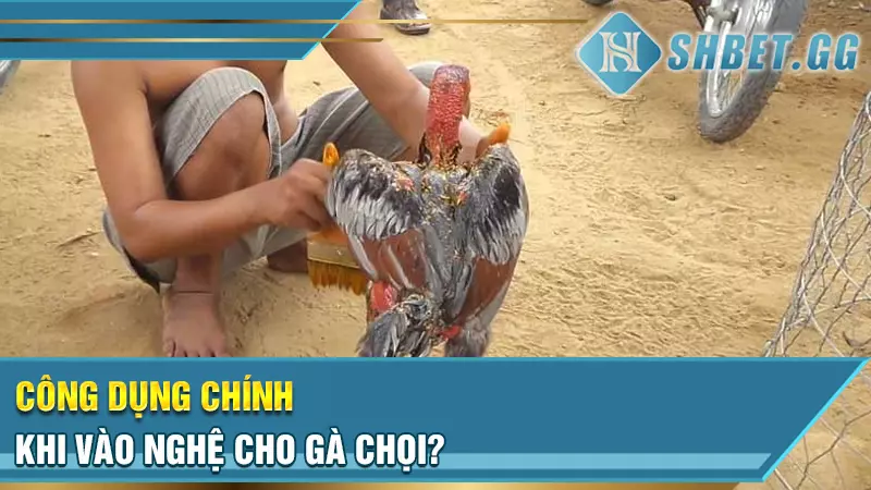 Cách vào nghệ cho gà chọi để phát huy tối đa công dụng 2 Công dụng chính khi vào nghệ cho gà chọi?