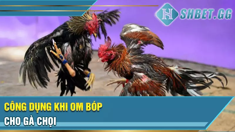 Bật mí kinh nghiệm om bóp cho gà chọi hiệu quả nhất 2 Công dụng khi om bóp cho gà chọi