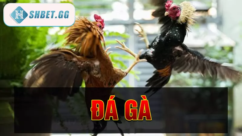 Nhà cái đá gà sv388 - Sân chơi đá gà trực tiếp uy tín 5 Đá gà