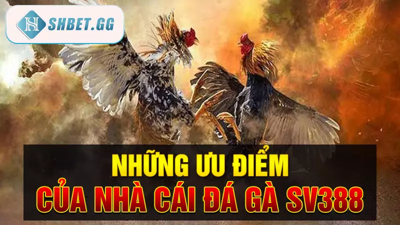 Nhà cái đá gà sv388 - Sân chơi đá gà trực tiếp uy tín 7 Những ưu điểm của nhà cái đá gà SV388