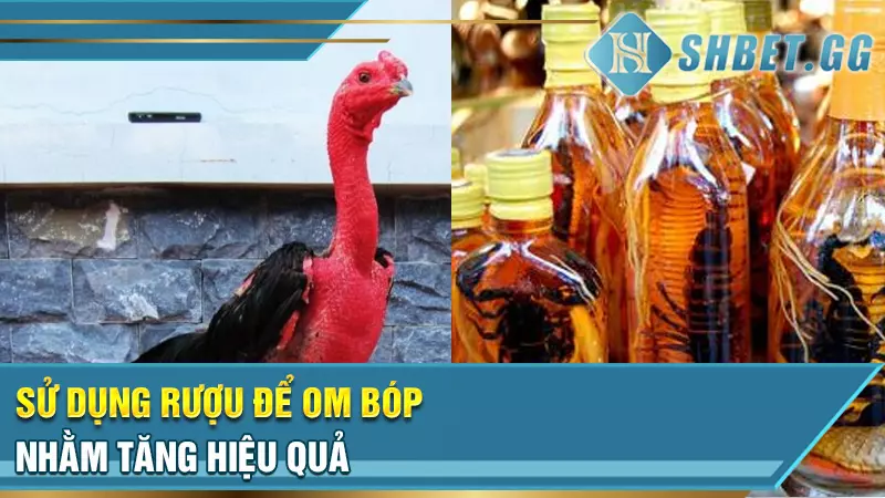 Bật mí kinh nghiệm om bóp cho gà chọi hiệu quả nhất 4 Sử dụng rượu để om bóp nhằm tăng hiệu quả