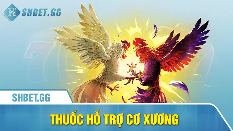 Cho gà uống thuốc gì trước khi đá để tăng tỉ lệ thắng 5 Thuốc hỗ trợ cơ xương