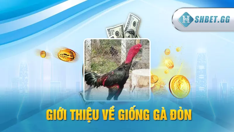 Đá gà đòn kịch tính - Cập nhật thuật ngữ kê trường 3 Giới thiệu về giống gà đòn