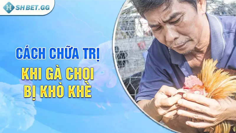 Tìm hiểu về gà chọi bị khò khè và cách chữa trị hiệu quả 5 Cách chữa trị khi gà chọi bị khò khè