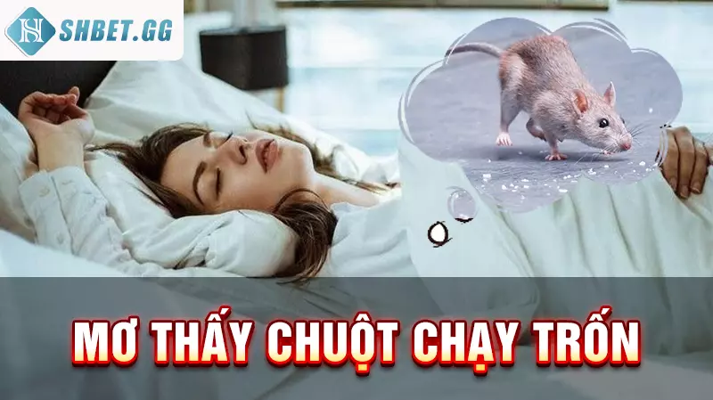 Giải mộng hàng chuột có những con gì nên đánh để thắng lớn 6 Mơ thấy chuột chạy trốn