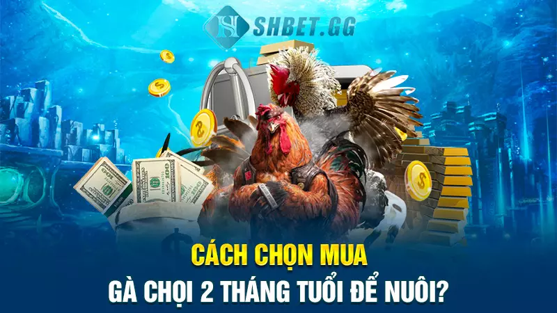 Bí quyết và cách nuôi gà chọi 2 tháng tuổi nhanh to lớn 4 Cách chọn mua gà chọi 2 tháng tuổi để nuôi?