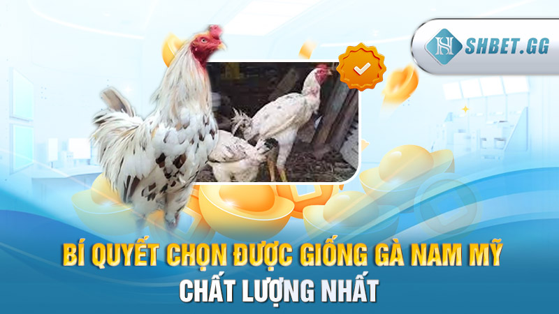 Gà chọi Nam Mỹ: Giống gà đá hay nhất được ưa chuộng 5 Bí quyết chọn được giống gà Nam Mỹ chất lượng nhất