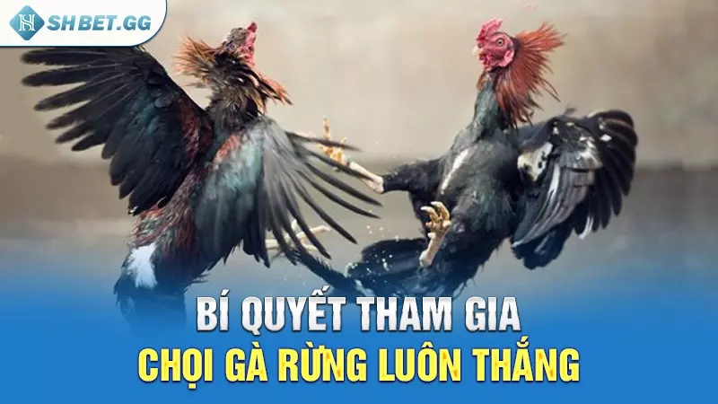 Chọi gà rừng là gì và bí quyết cược luôn thắng 6 Bí quyết tham gia chọi gà rừng luôn thắng
