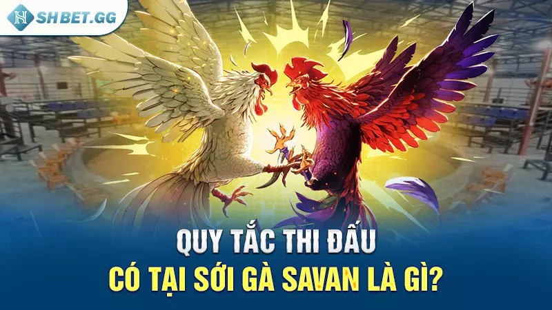 Sới gà Savan - Địa điểm diễn ra các trận đấu nảy lửa 4 Quy tắc thi đấu có tại sới gà Savan là gì?