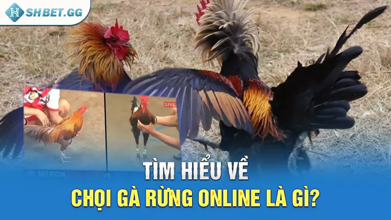 Chọi gà rừng là gì và bí quyết cược luôn thắng 3 Tìm hiểu về chọi gà rừng online là gì?